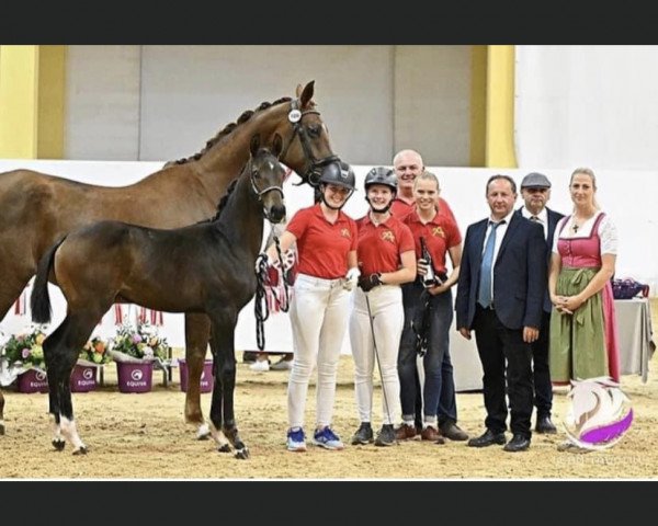 broodmare Caipirinha FH (Austrian Warmblood, 2023, from Indian Rock)