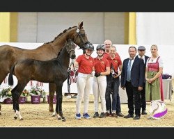 broodmare Caipirinha FH (Austrian Warmblood, 2023, from Indian Rock)