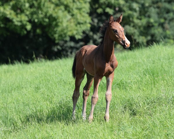 horse Charly Braun (Oldenburg, 2023, from Casiro I)