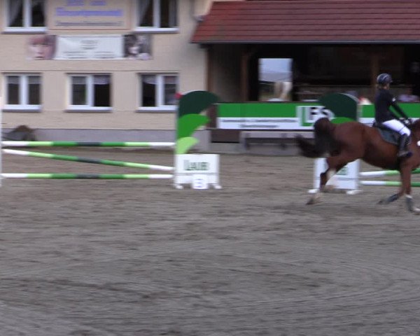 Reitturnier Lgl.-Oberhain, B95 2021