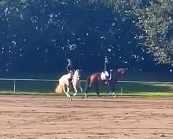 Video of Hesselteichs Golden Aria
