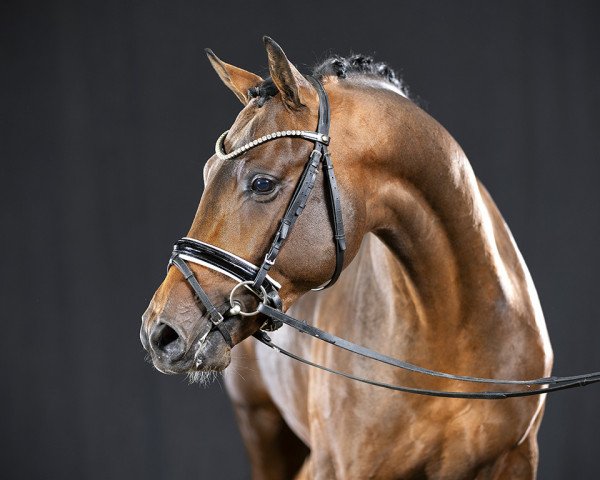 Springpferd Delicado (Deutsches Reitpony, 2019, von Dreiklang AT NRW)