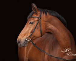 Springpferd Feine Dame 68 (Westfale, 2003, von Florestan I)