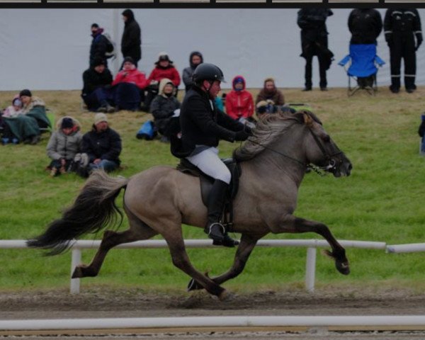 stallion Knár frá Ytra-Vallholti (Iceland Horse, 2007, from Saer fra Bakkakoti)