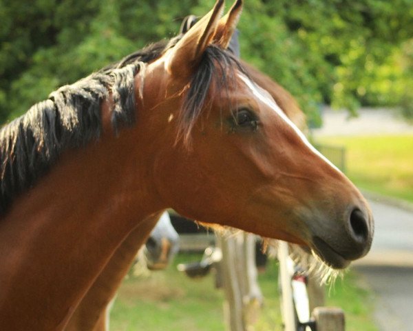 horse Daichgräber MF (German Riding Pony, 2022, from Doppelklang)