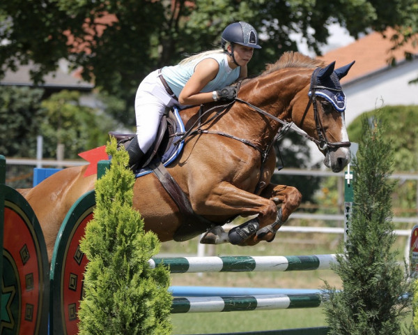 broodmare Coffe Dream (Oldenburg, 2006, from Chacco-Blue)
