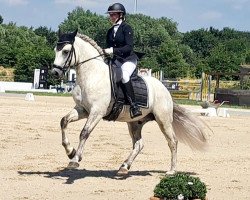Deckhengst Langtoftegard Marco (Connemara-Pony, 2017, von Sternbergs Marvin 39 IC)