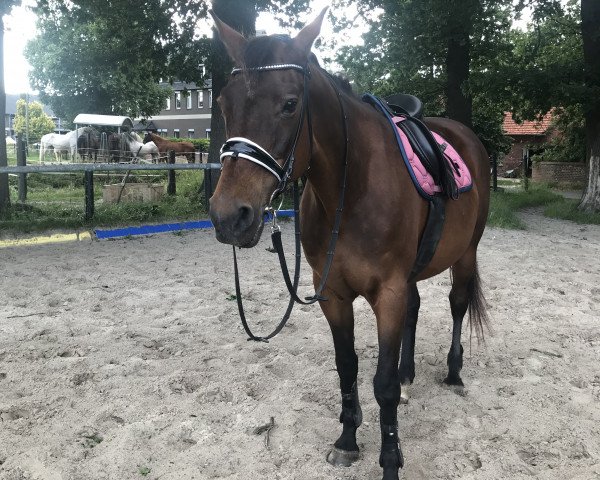 broodmare Fleur (Westphalian, 1999, from Friedenstraum)
