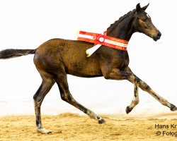 horse Viva Austria SA (Austrian Warmblood, 2023, from Viva Gold OLD)