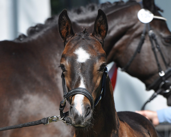 horse Santiago SA (Austrian Warmblood, 2023, from San Amour I)