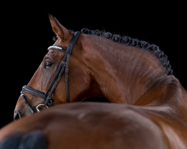 dressage horse A special delight (Oldenburg, 2001, from Argentinus)