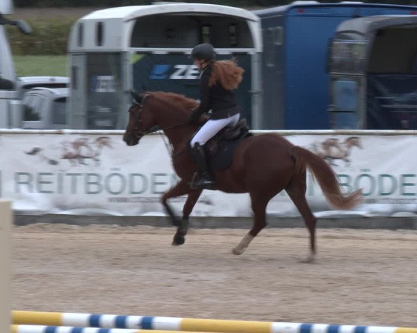Reitturnier Ranshofen - Braunau am Inn 2023
