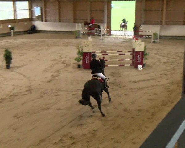 Reitturnier Winterthur 2023