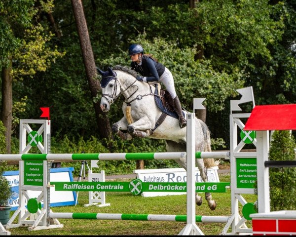 Springpferd Cheeky Charlie (Holsteiner, 2014, von Clarimo Ask)