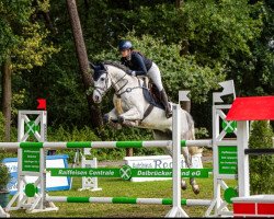Springpferd Cheeky Charlie (Holsteiner, 2014, von Clarimo Ask)
