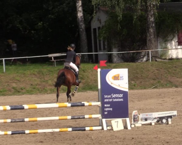 Reitturnier Lgl.-Oberhain, B95 2021