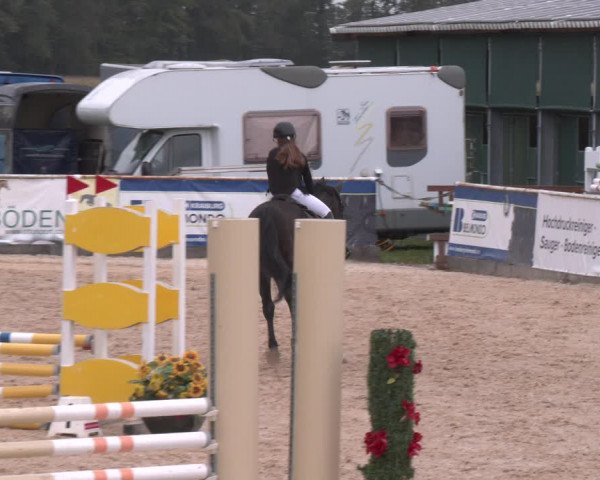 Reitturnier Ranshofen - Braunau am Inn 2023