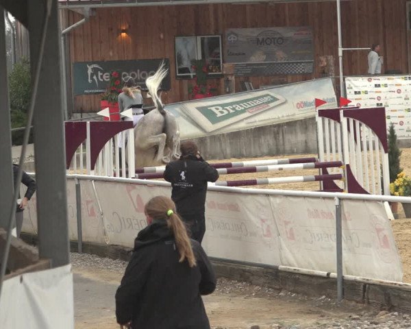 Reitturnier Ranshofen - Braunau am Inn 2023