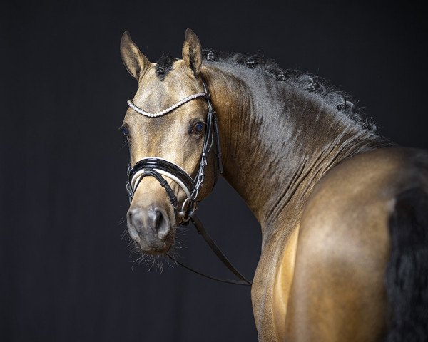 dressage horse Ducati (German Riding Pony, 2019, from Dreiklang AT NRW)