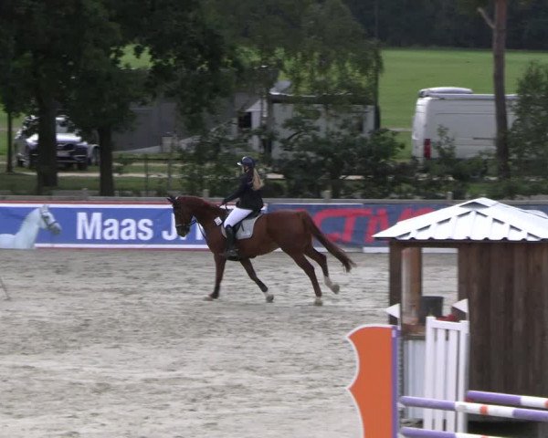 Reitturnier Westergellersen 2023
