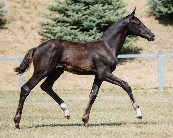 horse Glocks Secret (Hanoverian, 2023, from Glock's Toto Jr.)