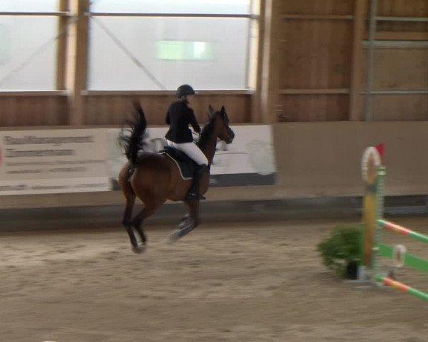 Reitturnier Winterthur 2023
