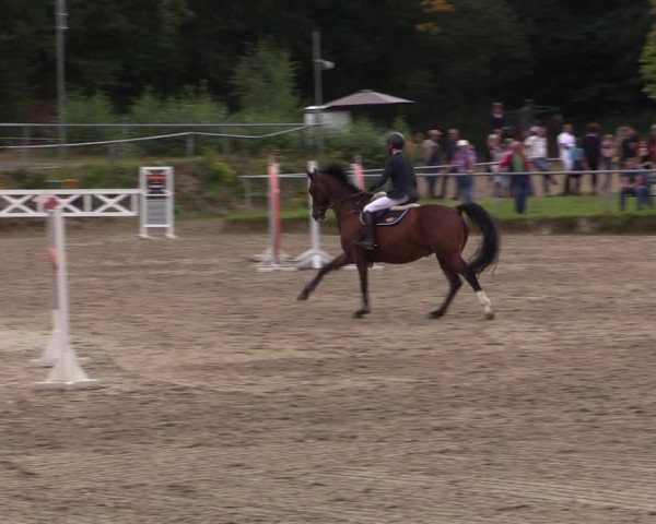 Reitturnier Lgl.-Oberhain, B95 2021