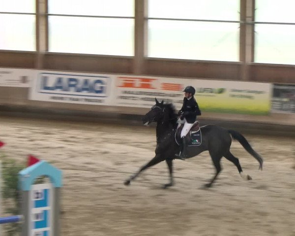 Reitturnier Winterthur 2023