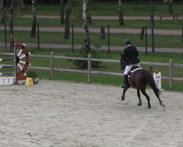 Reitturnier Westergellersen 2023