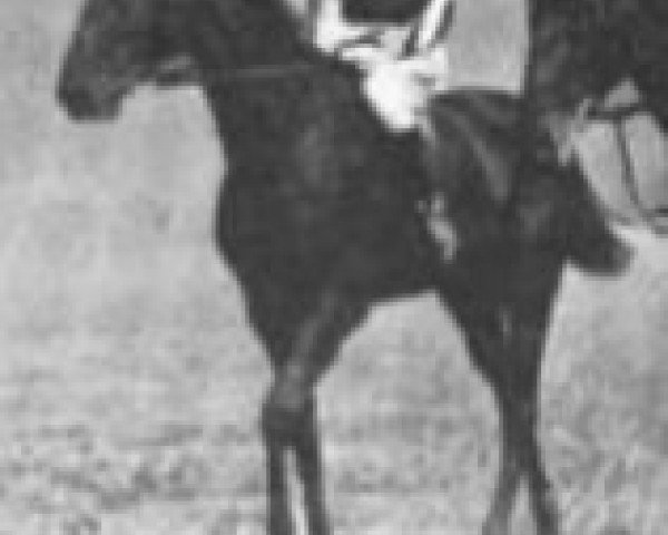 broodmare Market Girl xx (Thoroughbred, 1913, from Martagon xx)