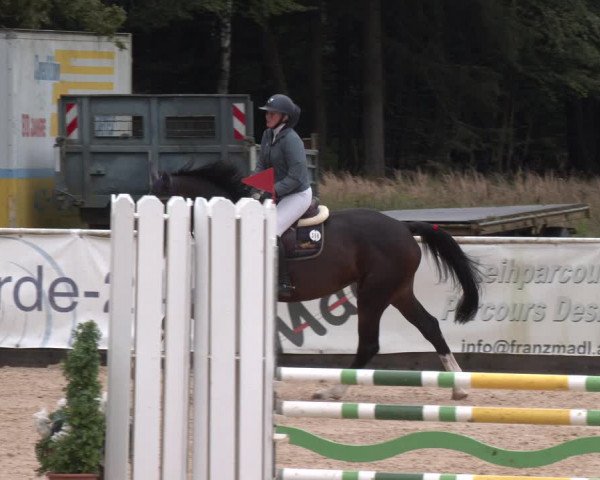Reitturnier Ranshofen - Braunau am Inn 2023