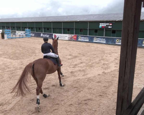 Reitturnier Ranshofen - Braunau am Inn 2023