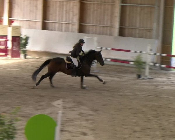 Reitturnier Winterthur 2023