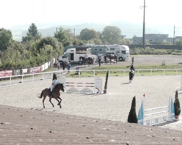 Pferdesporttage Bülach 2021