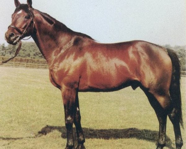 stallion Glint of Gold xx (Thoroughbred, 1978, from Mill Reef xx) stallion Glint of Gold xx (Thoroughbred, 1978, from Mill Reef xx)