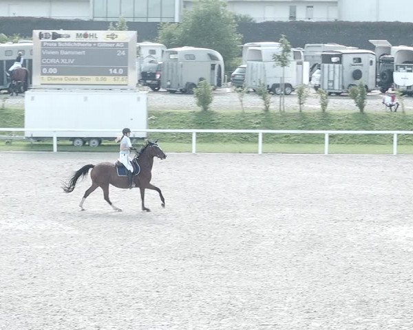 Pferdesporttage Bülach 2021