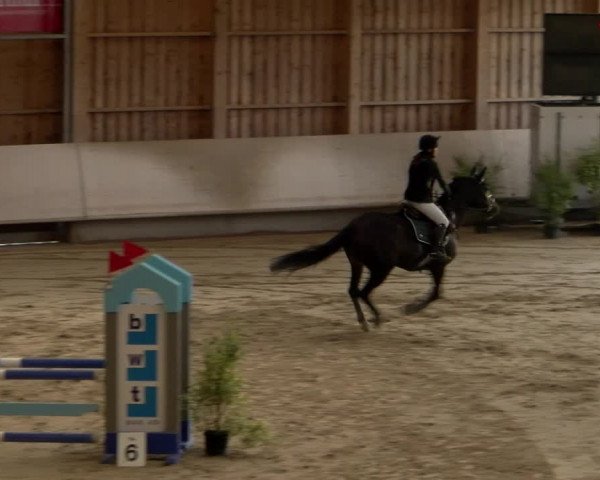 Reitturnier Winterthur 2023