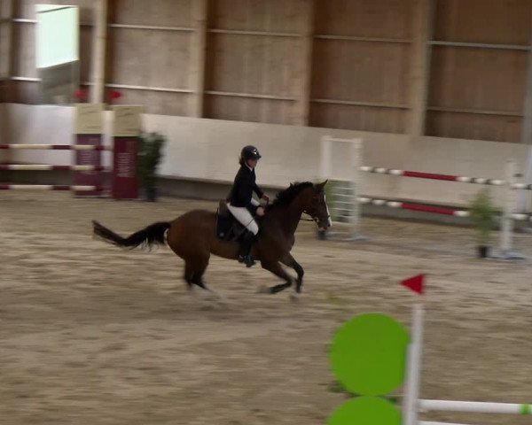 Reitturnier Winterthur 2023
