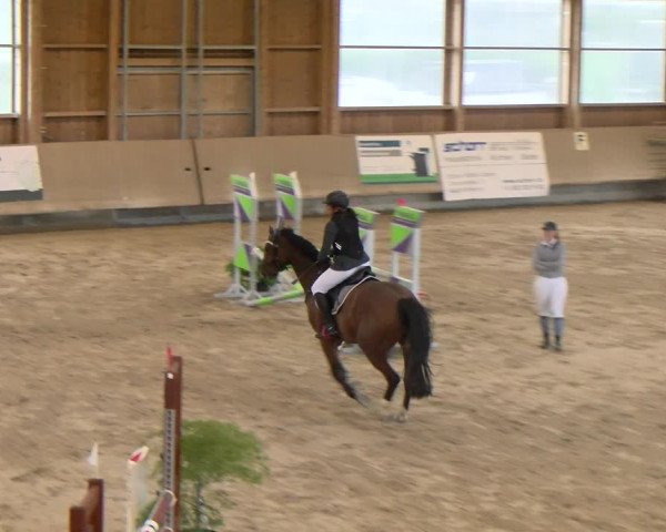 Reitturnier Winterthur 2023