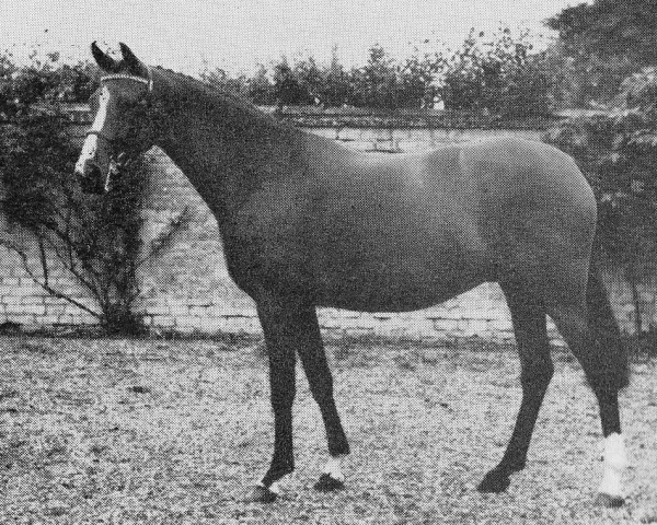 broodmare Bwlch Mazurka (Welsh Partbred, 1964, from Criban Dash) broodmare Bwlch Mazurka (Welsh Partbred, 1964, from Criban Dash)
