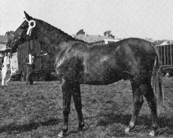 Deckhengst Oakley Bubbling Up (Welsh Partbred, 1968, von Bwlch Hill Wind)