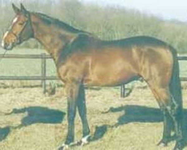 stallion Darius de Baimont (Selle Français, 1991, from Jalisco B)