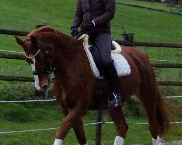 Zuchtstute Wycavity (Hannoveraner, 2002, von Worldly I)