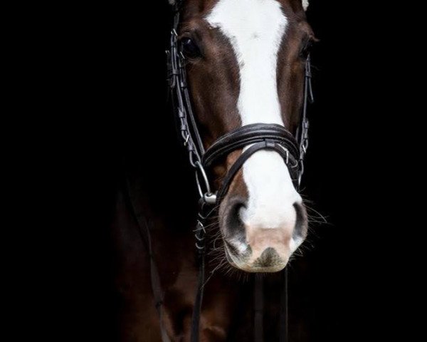 dressage horse Julymoon (Hanoverian, 2017, from Jaguar Mail)
