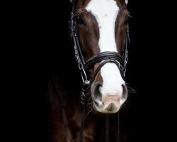 dressage horse Julymoon (Hanoverian, 2017, from Jaguar Mail)