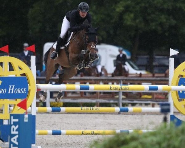 jumper Stockholm van Eeckelghem (Belgian Warmblood, 2018, from Port Royal Van Eeckelghem)