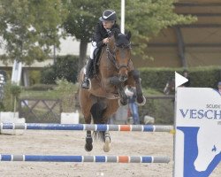 jumper Camelot (German Sport Horse, 2007, from Cassini II)