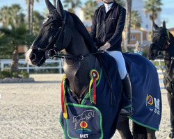 jumper Dinky Toy D'Hof Ten Bos (Belgium Sporthorse, 2009, from Obus Delcour Wisbecq)