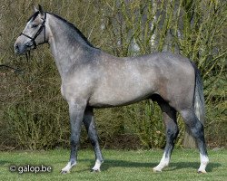 stallion Shadowfax 111 (Belgian Warmblood, 2012, from Der Senaat 111)