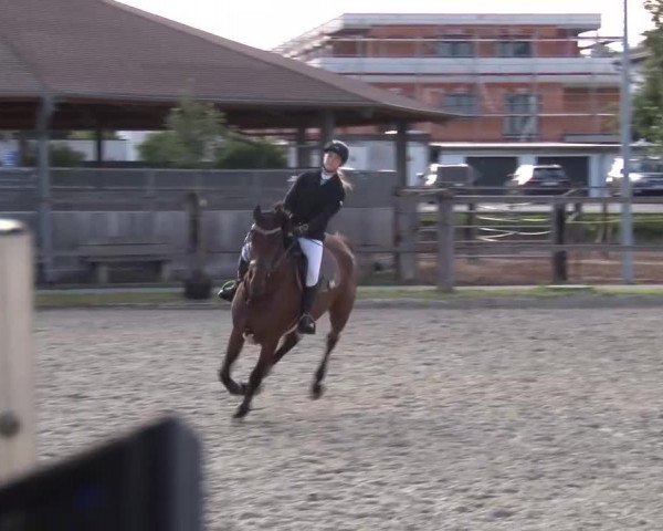 Reitturnier Poxdorf/Ofr 2023